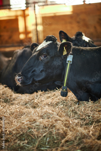 A herd of cattle lying on top of a pile of hay