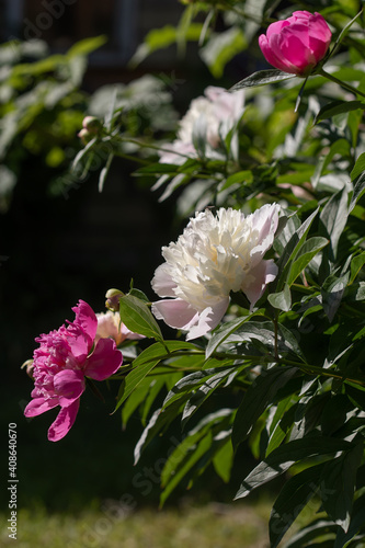Pink and white peonies in the summer garden