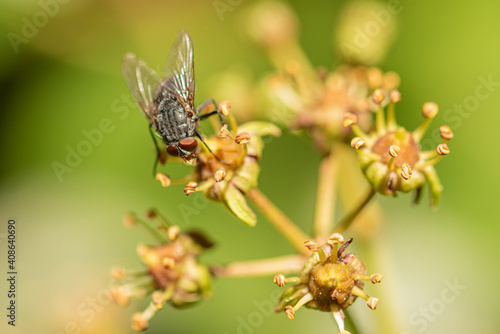 mosca común sobre una planta  © JOSE ANTONIO