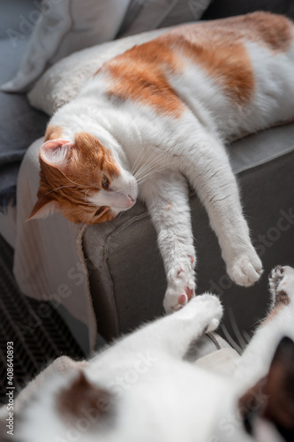 vertical composition. lovely scene of two domestic cats interact on the sofa