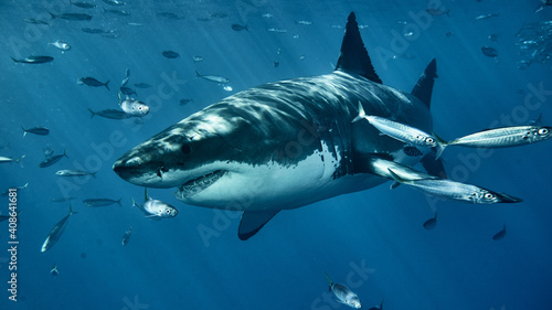 Fotografie, Obraz Closeup of a shark swimming alongside other fish in the ocean
