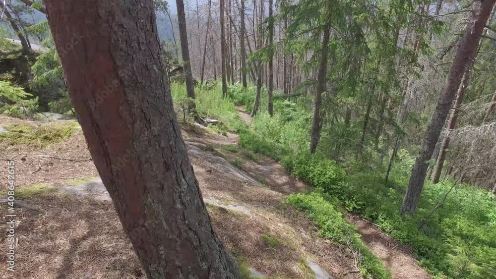 long the Stone Mountain Trail in the Forest. A rocky mountain forest along the path. Mountain tourism. Summer. Carpathian’s long the Stone Mountain Trail in the Forest. A rocky mountain forest along the path. Mountain tourism. Summer. Carpathian’s