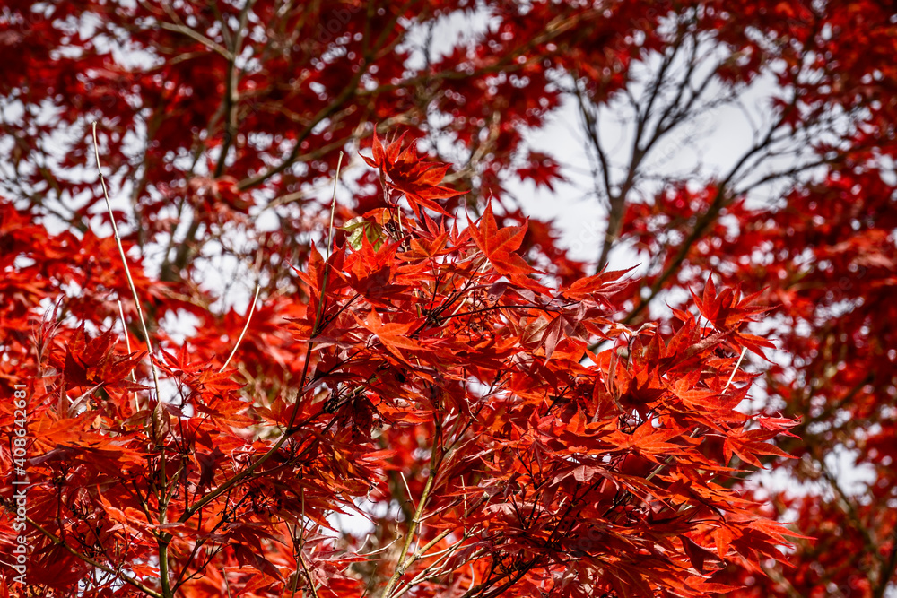 Japanese Japanese