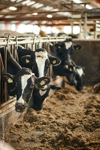 A herd of cattle standing on top of a metal fence. Dairy cows in a farm