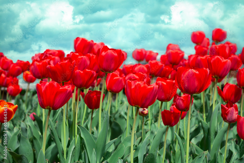 many red tulips on blue sky background, landscape of bright spring flowers, floral poster