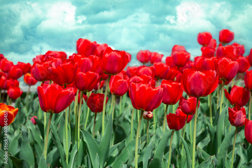 many red tulips on blue sky background  landscape of bright spring flowers  floral poster