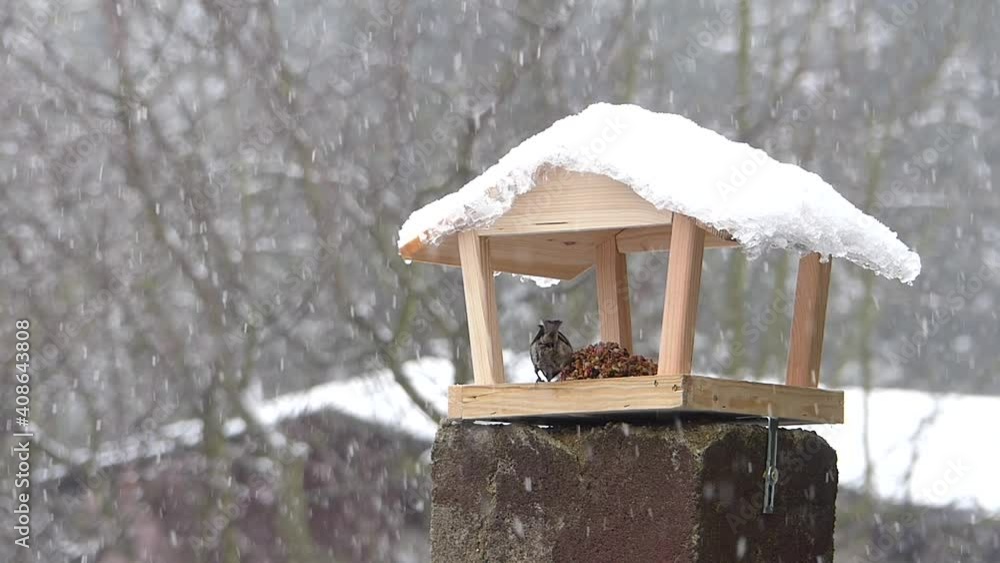 Coal tit flies into a wooden bird feeder, pecks birdseeds, and gracefully flies away with grains in its beak. Wintertime, snowing heavily. Slow motion. Coal tit flies into a wooden bird feeder, pecks birdseeds, and gracefully flies away with grains in its beak. Wintertime, snowing heavily. Slow motion.