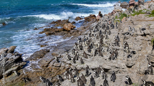 African penguins (Spheniscus demersus) colony on the rocks by the sea, Stony Point Nature Reserve in Betty's Bay near Cape Town, South Africa