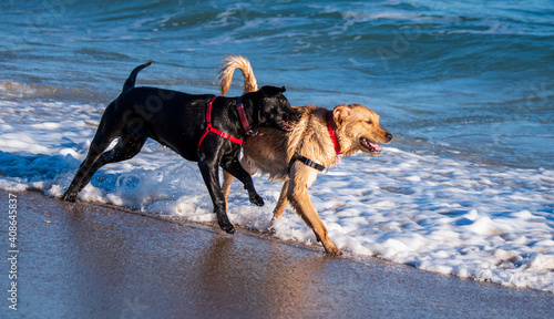 Dogs playing in the ocean