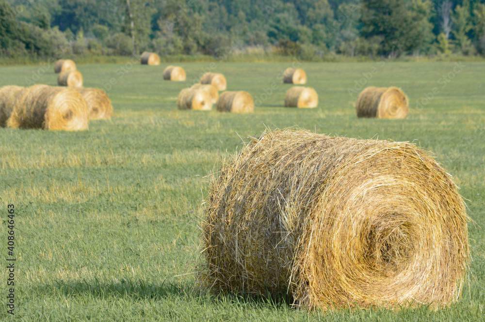 Fototapeta premium Heuballen auf einem Feld in Kanada