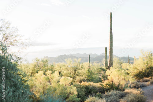 Desert Landscape, Desert, Mountains, Light, Arizona, Cactus, Landscape
