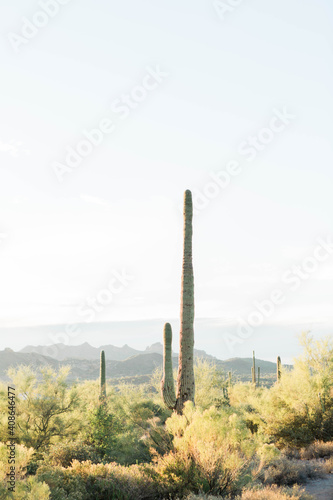 Desert Landscape, Desert, Mountains, Light, Arizona, Cactus, Landscape © Kierra