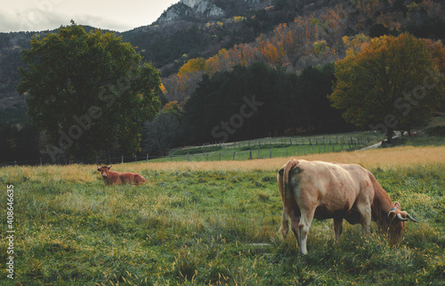 Pasto salvaje vacas © Miguel
