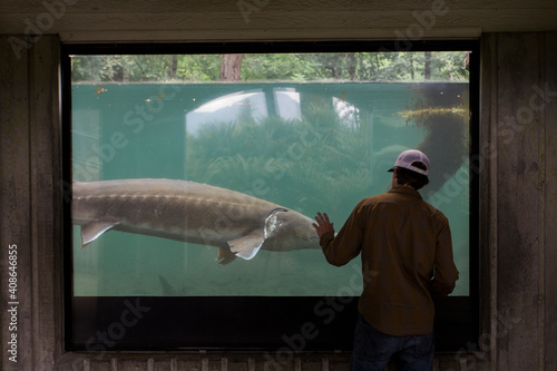 A young man watches a sturgeon swim at a fish hatchery in Oregon.
