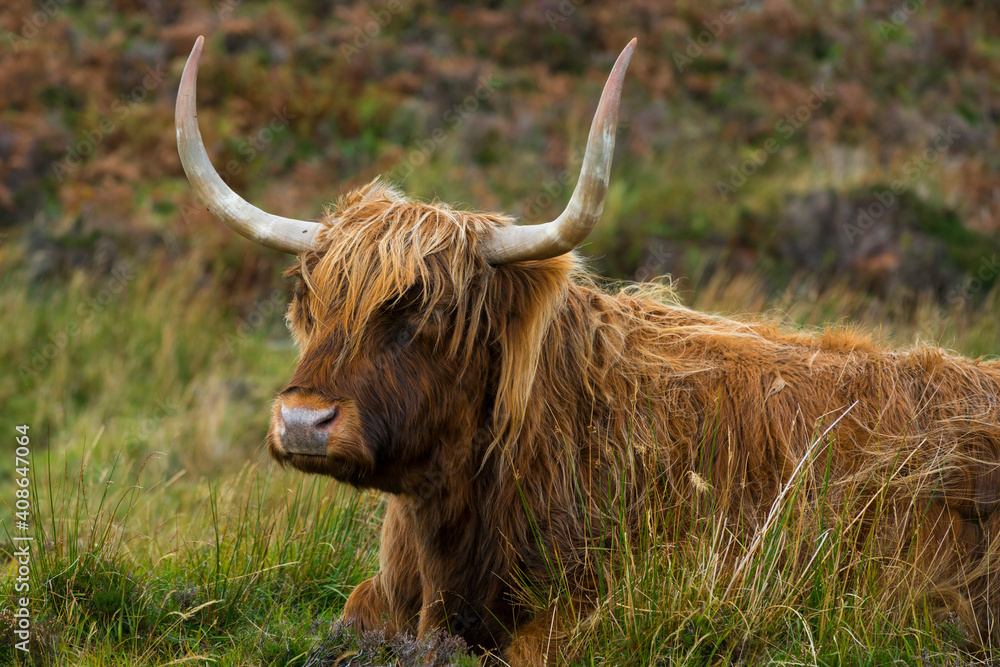 Highland cattle sitting on grassy field, Isle of Skye, Scotland, UK Highland cattle sitting on grassy field, Isle of Skye, Scotland, UK