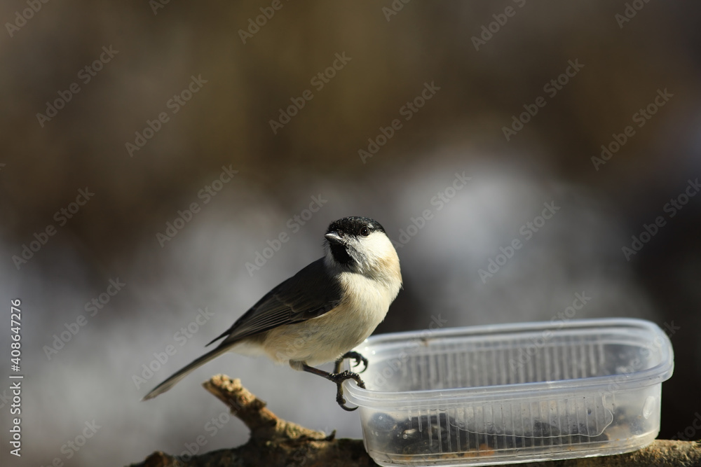 Obraz premium Marsh tit sits on the trough half-turned ...