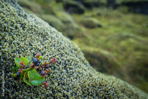 Detail shot of plants growing on moss covered lava field, South Iceland, Iceland photo