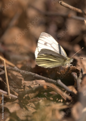 White butterfly sit on leaf in sunny spring day