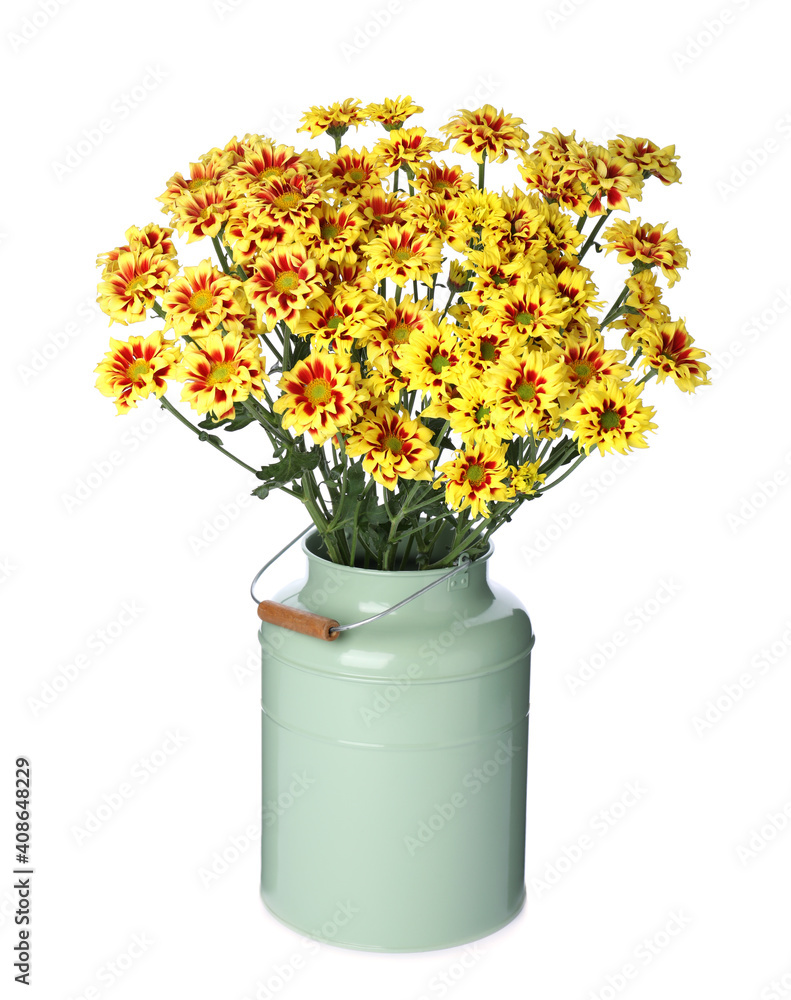 Vase with beautiful chrysanthemum flowers isolated on white