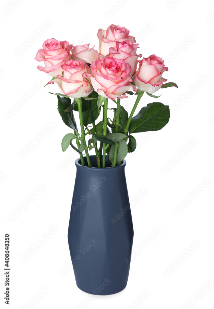 Dark blue vase with beautiful pink roses isolated on white