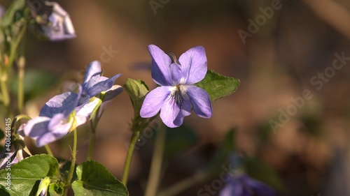 Small purple flowers in the meadow in the rays of the sun