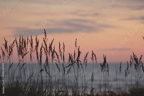 dry reeds at sunset time in the evening. High quality photo