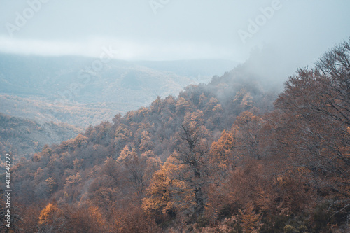 Forest in the middle of autumn with fog, León
