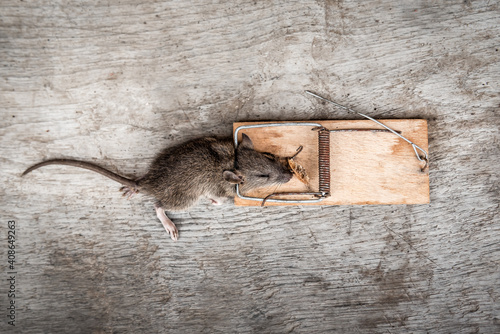 dead rat in mousetrap