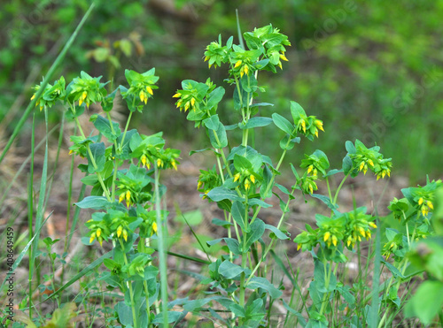 Cerinthe minor grows in nature photo