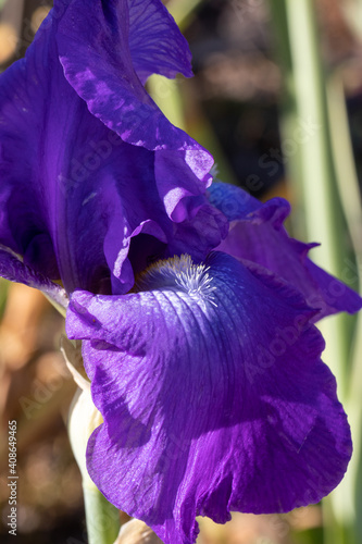 Close up of purple Bearded Iris plant