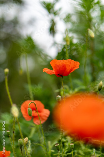 Red poppy with a green background.