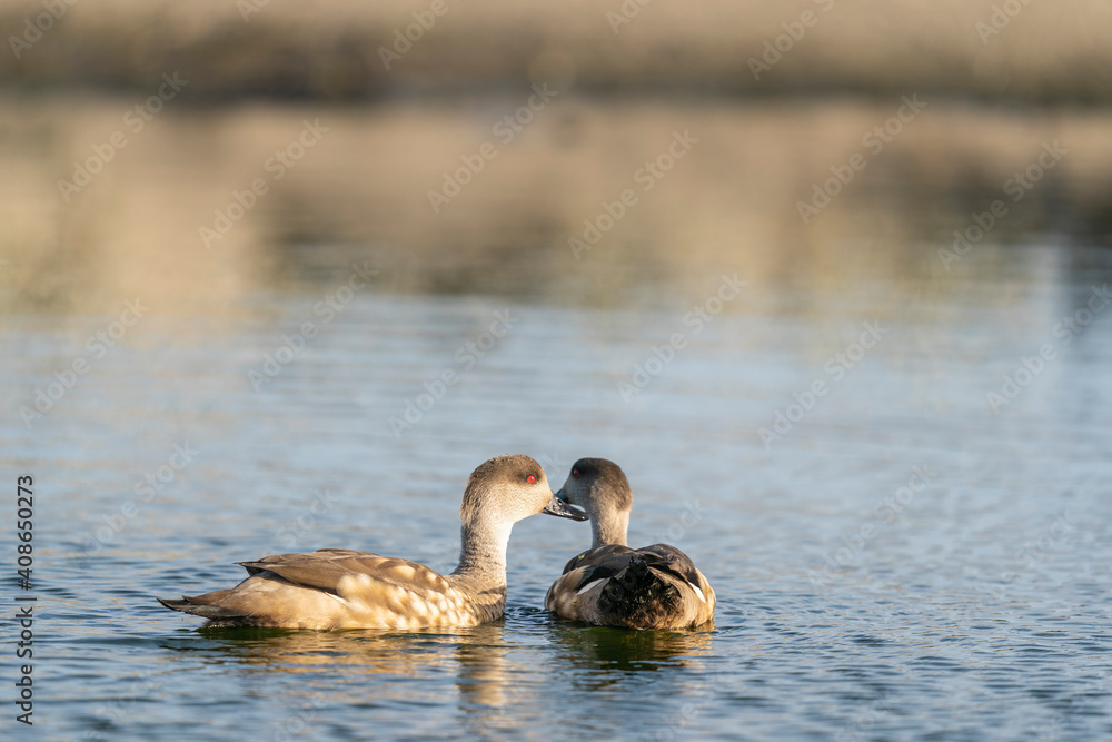 The crested duck or South American crested duck (Lophonetta specularioides) The crested duck or South American crested duck (Lophonetta specularioides)