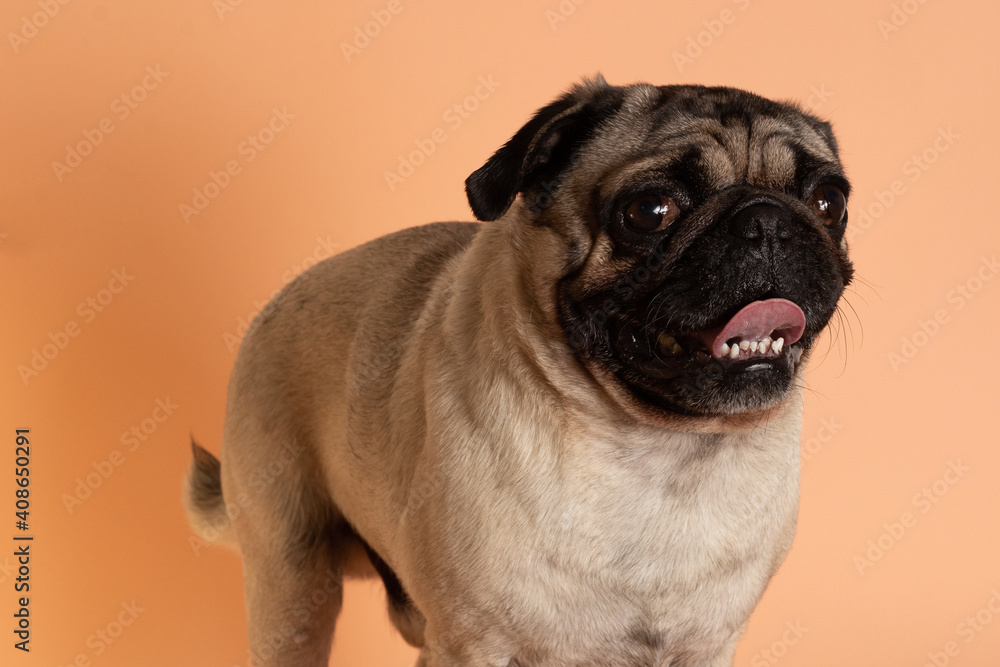 Obraz premium Perro pug sonriente parado sobre fondo salmón 2