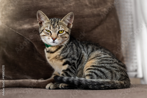 Cute little playful fluffy little tabby cat sitting cozy soft armchair with funny winking sispicious facial expression.. Fun happy domestic sly pet lying on brown sofa at yard