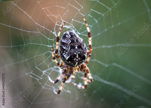 live cross spider on the web