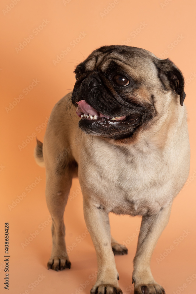 Obraz premium Perro pug sonriente parado sobre fondo salmón 2
