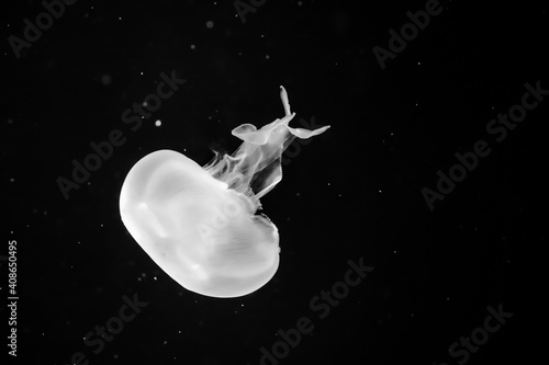 jellyfish swim underwater in black and white