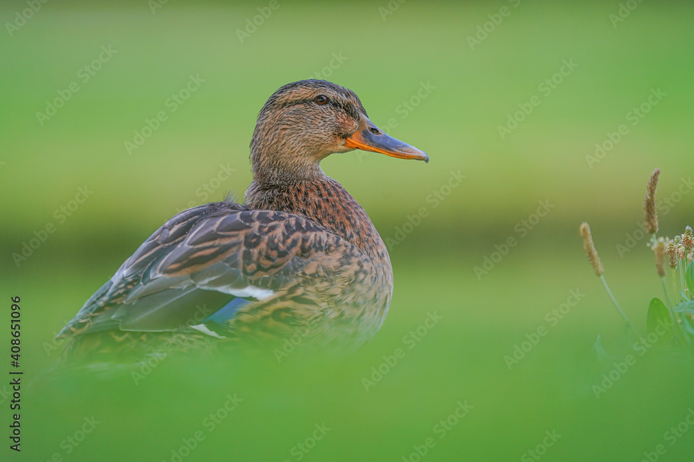 Fototapeta premium Mallard in the habitat. Female of water bird Mallard, Anas platyrhynchos DEtail portrait of duck in the nature haitat. Teal in green vegetation near the lake water.