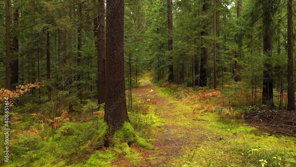 Magic green forest path with trees and grass. Magic green forest path with trees and grass.