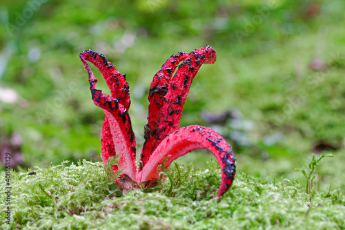Clathrus archeri, also known as octopus stinkhorn mushroom or devil`s fingers