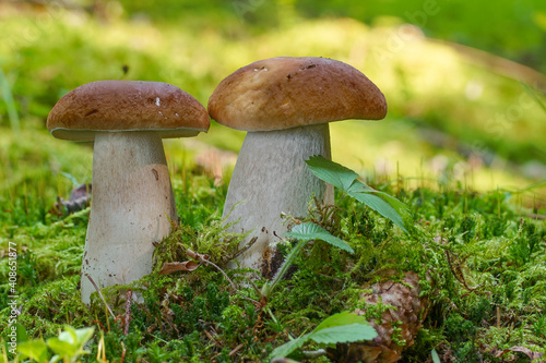 Edible boletus edulis known as penny bun mushroom in mossy forest