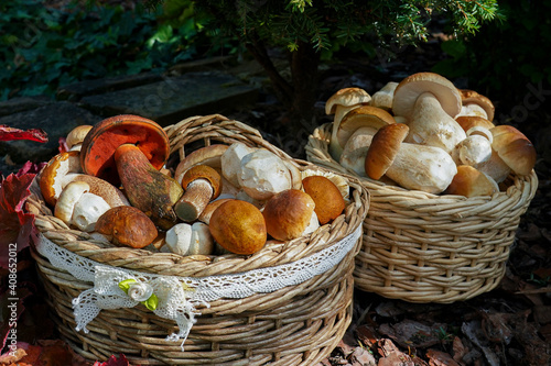 Mushrooms still life photography of wicker basket with edible mushrooms