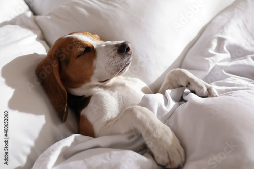 Cute Beagle puppy sleeping in bed. Adorable pet