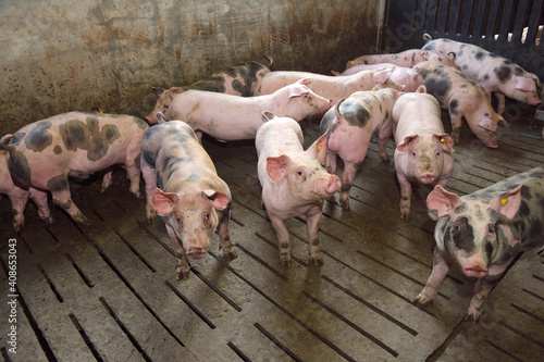 pigs on a farm with black spots