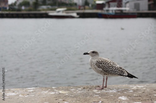 seagull on the pier