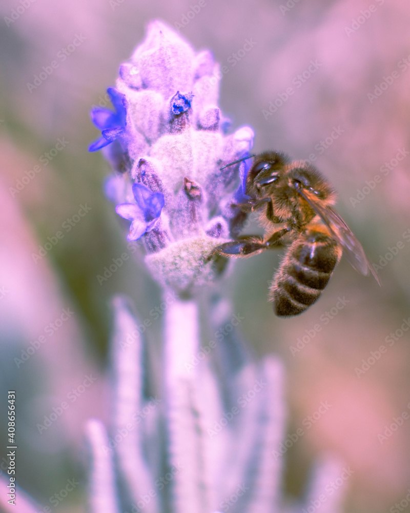 fotografía macro de una abeja posada en una flor de lavandula fotografía macro de una abeja posada en una flor de lavandula