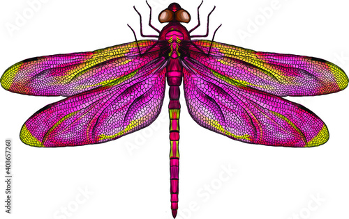 pink and yellow dragonfly with delicate wings vector illustration