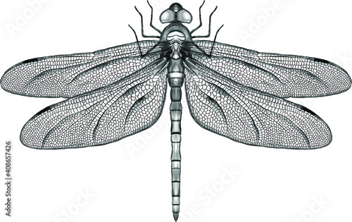 black and white symmetrical dragonfly with delicate wings vector illustration