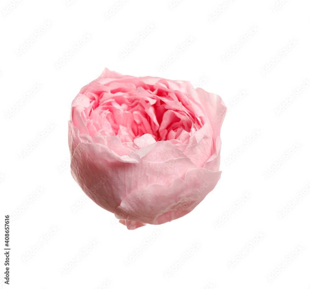 Beautiful pink peony flower isolated on white Beautiful pink peony flower isolated on white