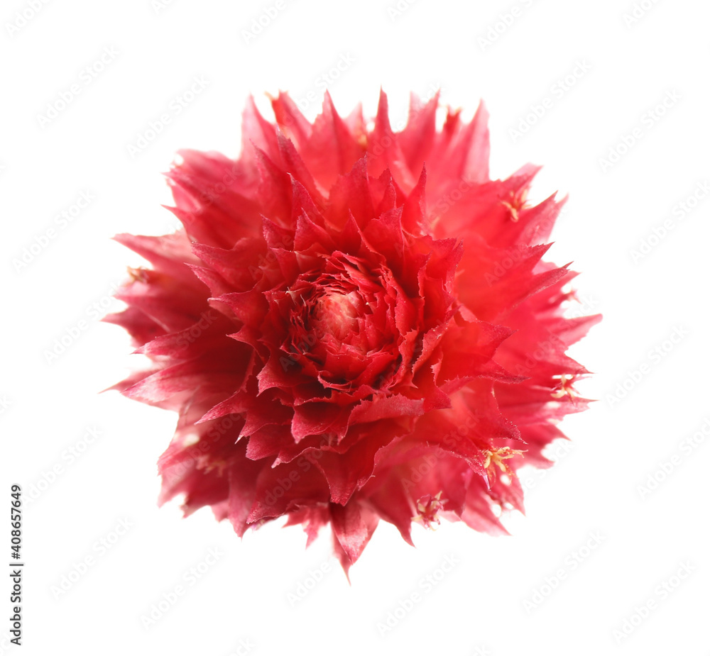 Beautiful red gomphrena flower isolated on white, top view Beautiful red gomphrena flower isolated on white, top view